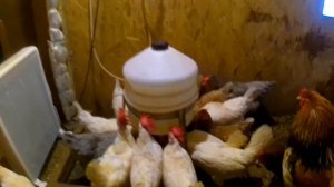 ПОИЛКА в зимнем курятнике. Сифонный вариант