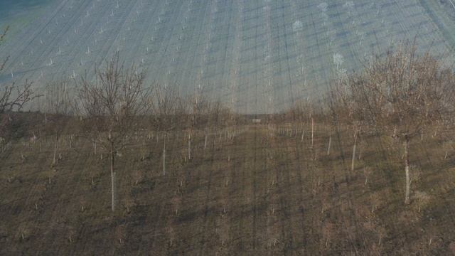 Mandloně - Almonds - Prunus dulcis смотреть онлайн