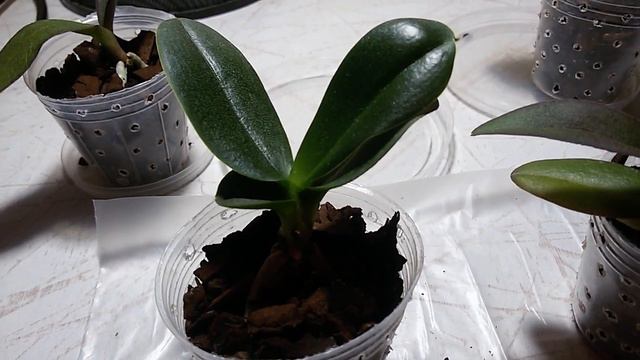 ФЛАСОЧНИКИ ПЕРЕЕЗД В НОВЫЕ ДОМИКИ смотреть онлайн