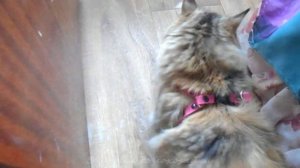 КАК ПРИУЧИТЬ кошку к шлейке