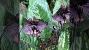 Топ 10 самых необычных растений на планете. Интересные факты о растениях