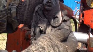 экскаватор ЭО 2621 (ЮМЗ 6)\/дальнейший разбор с дефектовкой\/есть косяки!!!