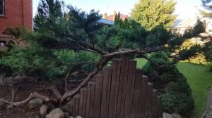 подводя итоги эксперимента обрезка можжевельника