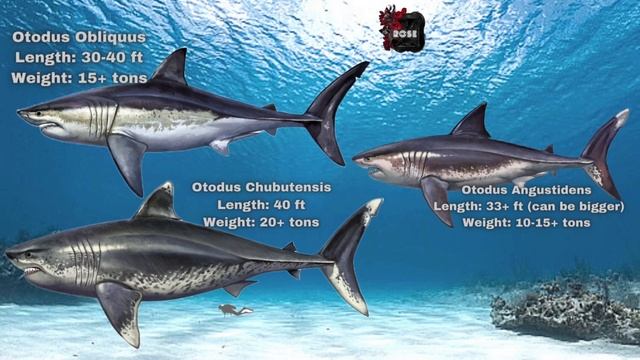 Otodus Chubutensis, Obliquus, and Angustidens смотреть онлайн