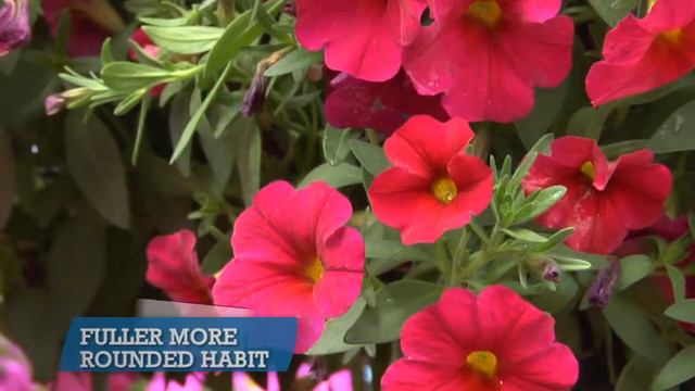 AndNowUKnow - Sakata Super Cal - Behind The Greens