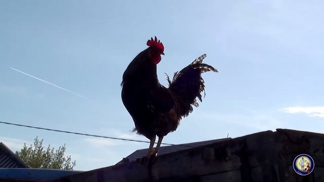 Петух - хранитель времени смотреть онлайн