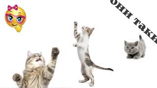 Коты они такие... приколы про котов.mp4 смотреть онлайн