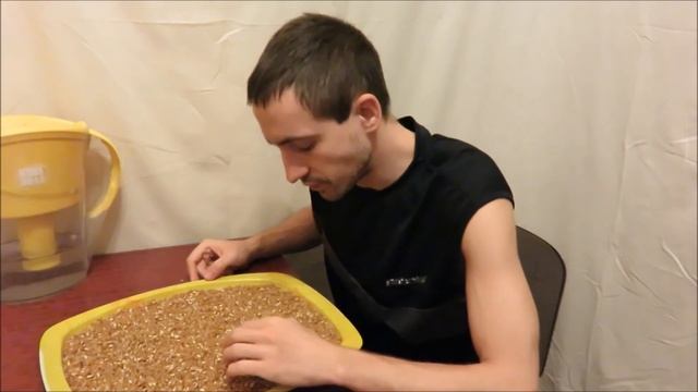 Как правильно и легко проращивать пшеницу в домашних условиях смотреть онлайн
