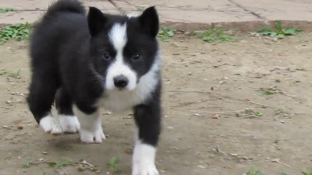 Алиментный щенок смотреть онлайн