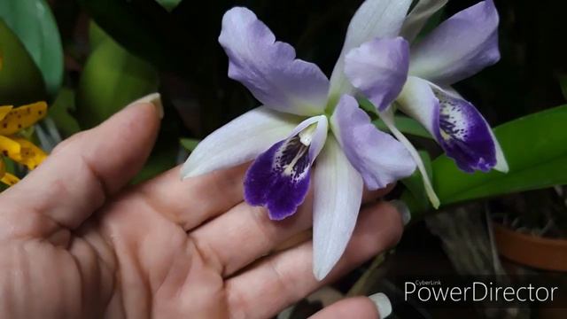 Голубые орхидеи, каттлея  😃 --  Blue Cattleya Lc. Wrigleyi Coerulea 