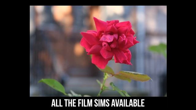 The Fujifilm X S10 in less than an minute смотреть онлайн