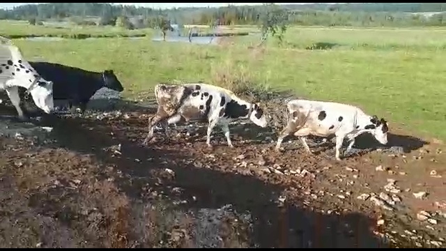 Молочный КРС-оптовая продажа смотреть онлайн