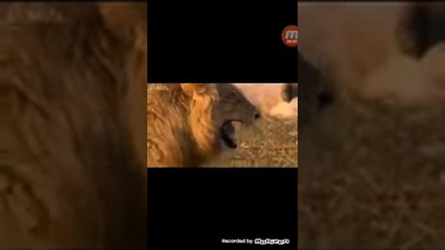 Как смеётся лев смотреть онлайн