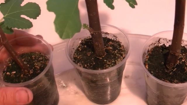 Размножение инжира черенками. смотреть онлайн