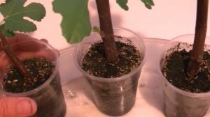 Размножение инжира черенками.