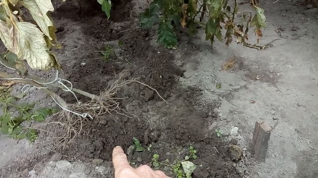 Удобрение Яра Мила под корень томата. Мой опыт. смотреть онлайн