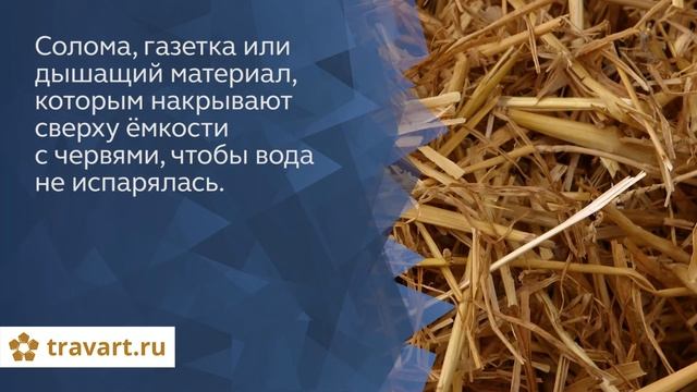 Разведение червей Старатель (дождевые черви). Что нужно для начала вермифермы. ТРАВАРТ 2706 смотреть онлайн