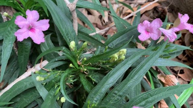 Mexican Petunia - General Care Guide, Propagation, Type Of Fertilizer