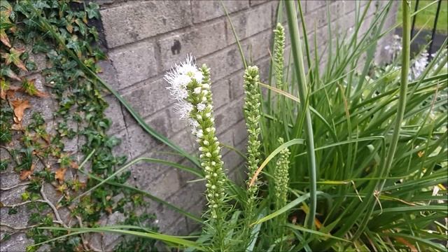 Show off of Hosta hyacinthia, Liatris spicata alba, Agapanthus смотреть онлайн