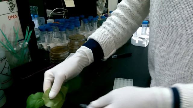 Applying luciferin substrate to glowing plants смотреть онлайн