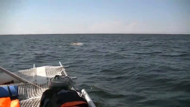 Путешествие на катамаране 2018 год. Город Сосновый Бор Ленинградской Области смотреть онлайн
