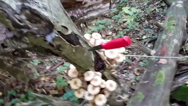 Опята в Подмосковном лесу_2021.09.15 смотреть онлайн