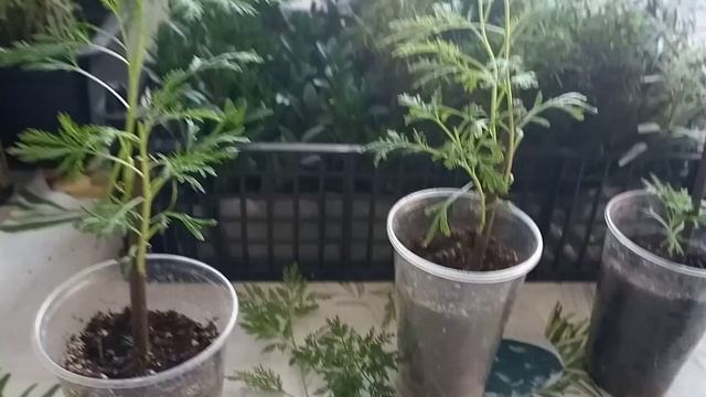 Полынь Божье дерево. Пересадка и стрижка черенков. Корневая система на 5.02.2020 смотреть онлайн