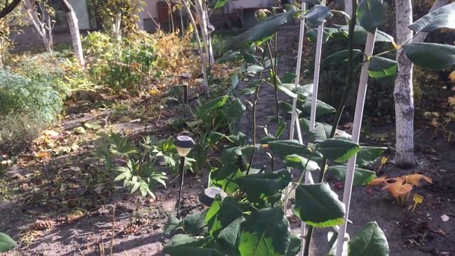 Сад в конце октября. #роза #алоха #хосты смотреть онлайн