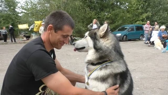 Маламут Победил на Выставке Собак.. Smile Malamute. Malamute De Sonreír.