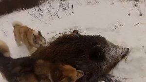 Охота на кабана! ГИГАНТСКИЙ кабан