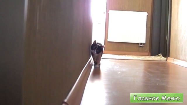 Котэ Атакует (Симулятор Кота)