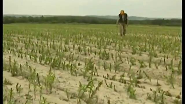 Кедр - дикорос в Подмосковье смотреть онлайн