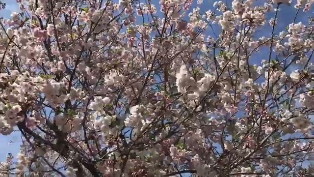 Yaezakura - МАХРОВАЯ САКУРА смотреть онлайн