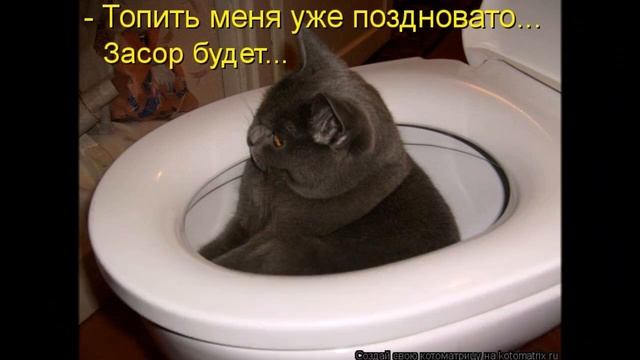 Смешные картинки про кошек и котят Выпуск №78 FUNNY CATS СМЕШНЫЕ КОШКИ смотреть онлайн