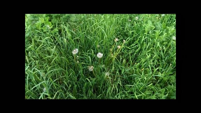 Тест камеры HTC One 32 GB днем HD смотреть онлайн