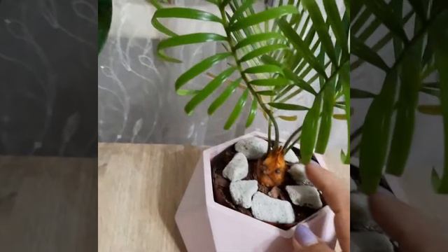 Цикас/Антуриум Шерцера смотреть онлайн