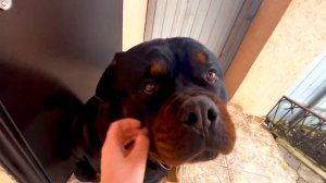 Ротвейлер лучший охранник