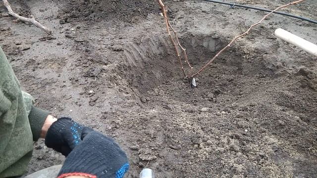 Пересадка двух и трехлетних кустов винограда