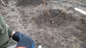 Пересадка двух и трехлетних кустов винограда