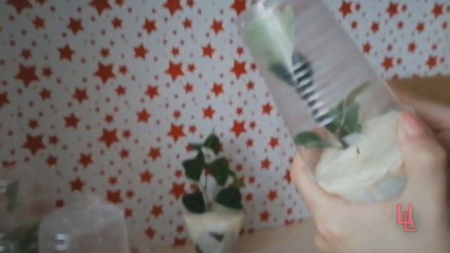 распаковка посылки № 6 с фикусами | фикусы почтой | пополнение коллекции смотреть онлайн