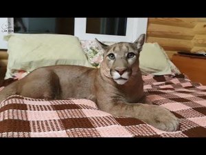 У пумы Месси появилась конкурентка. Ревность.