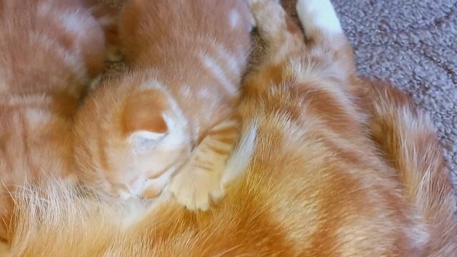 день вислоухого котёнка: всё по расписанию! смотреть онлайн