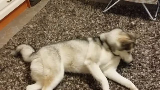 Хаски Тэя. Husky