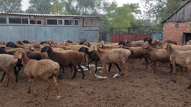 Маточное поголовье. 6 октября 2023 смотреть онлайн