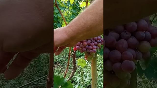 Поздний виноград Корида и Подарок Ирине на 6 сентября смотреть онлайн