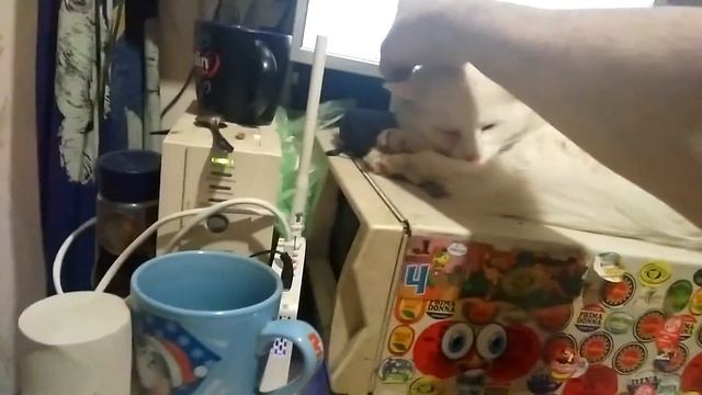 ..и зелёный попугай.. © смотреть онлайн