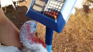 Индюки породы БИГ 6, вес в шесть месяцев.