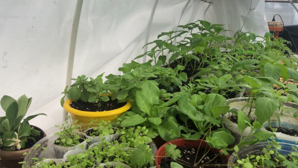 Минеральная подкормка рассады томатов, перцев и цветов. Удобрение в хелатной форме.