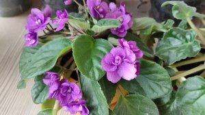 Фиалки, как Заставить Цвести, 5 Способов