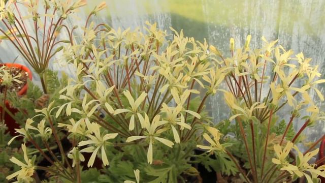 Species Pelargonium-Pelargonium Appendiculatum In Flower